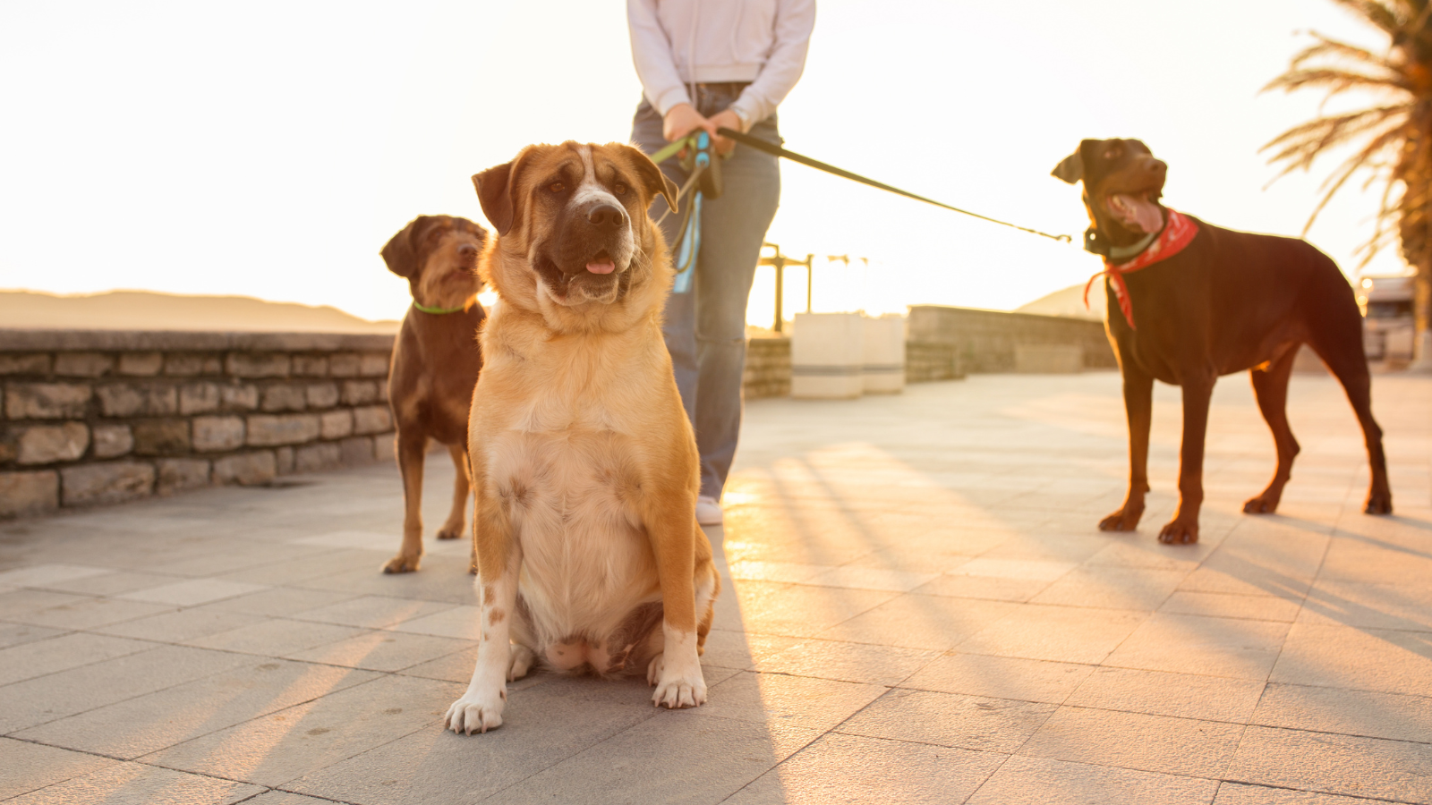 How to pick the right dog walker