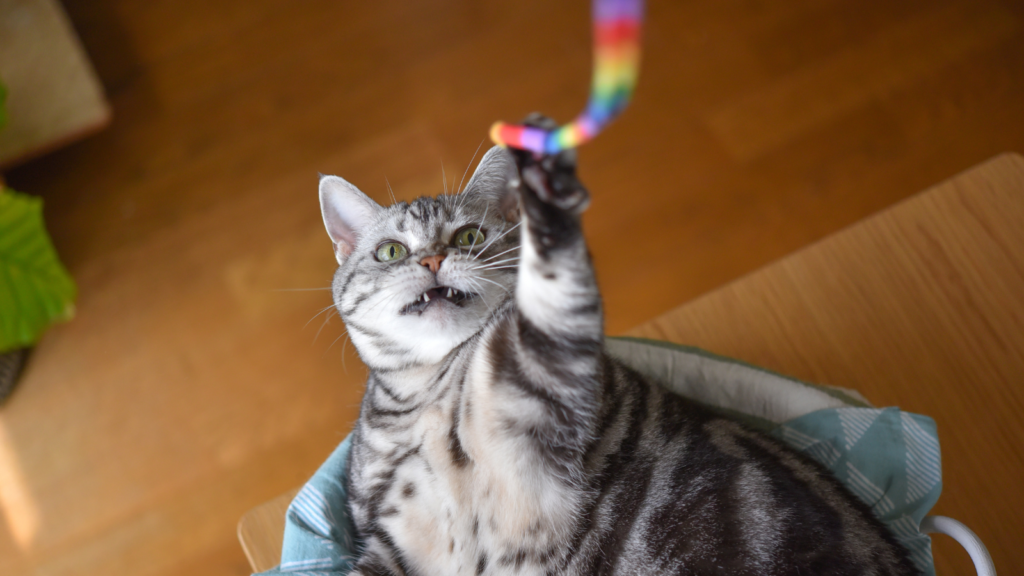 Keeping Your Energetic Cat Happy - Toronto Humane Society