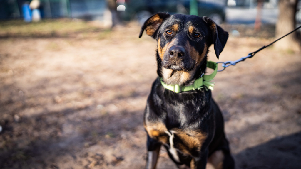 Maddie was Hit by a Car and Needed Surgery Toronto Humane Society