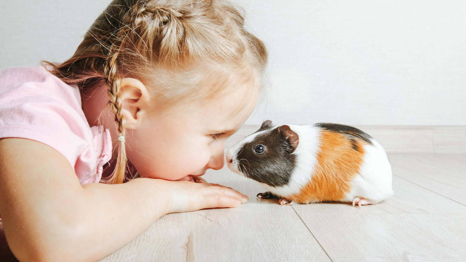 Celebrating National Guinea Pig Adoption Month Toronto Humane Society