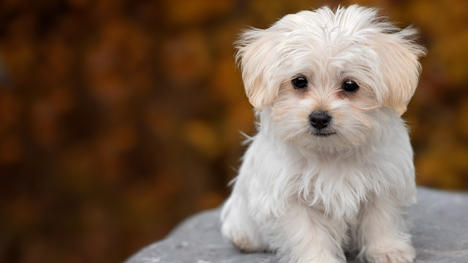 Overcoming Dog Reactivity The Path to a Happier Life Toronto