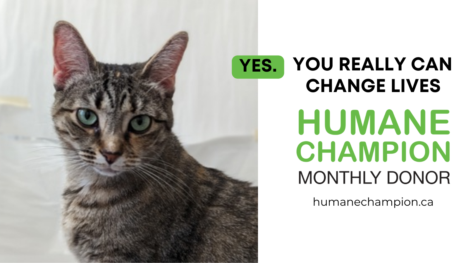 Humane Champion -Della