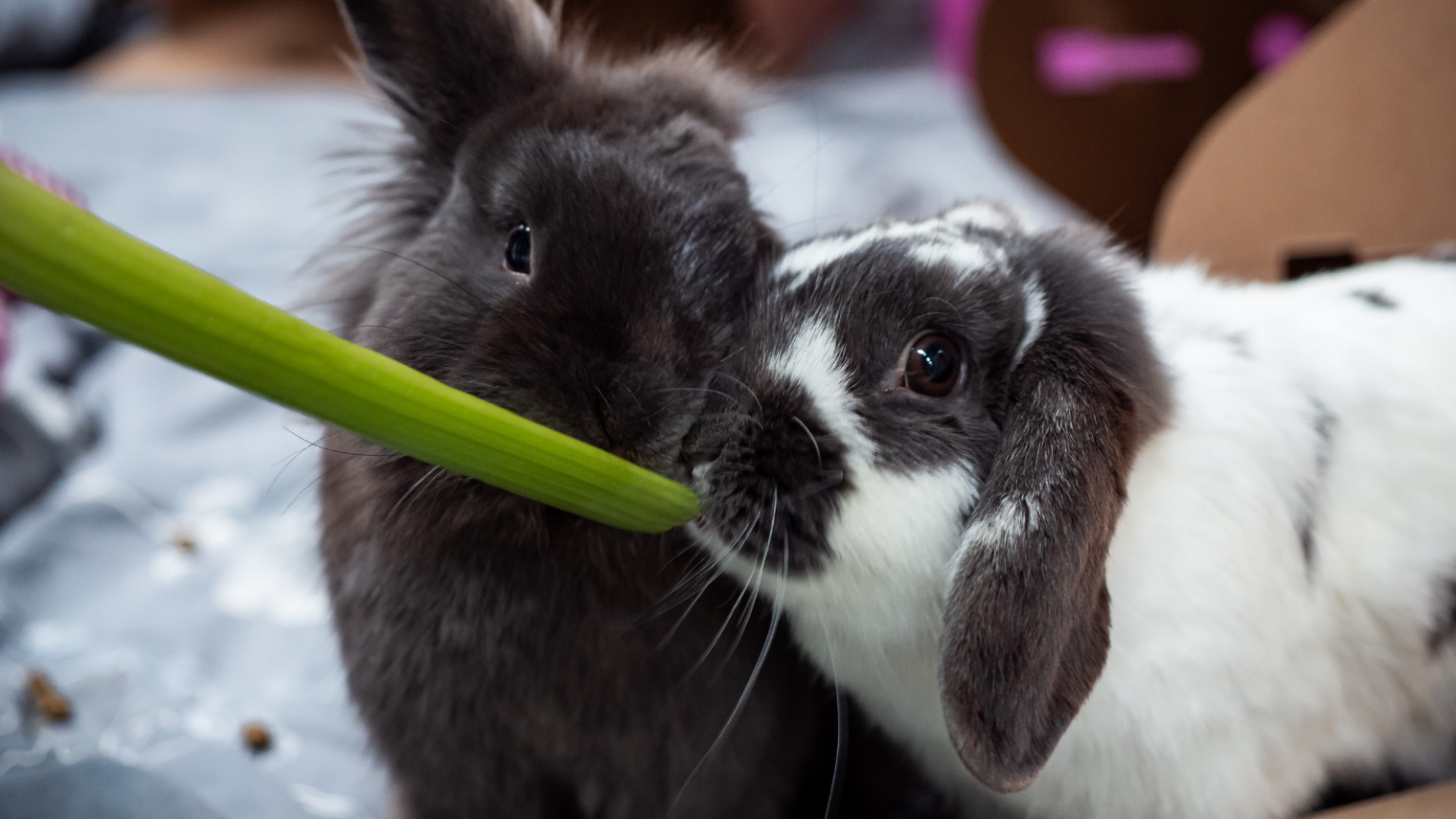 The Joys of Rabbit Companionship Adopting and Caring for Bonded Pairs
