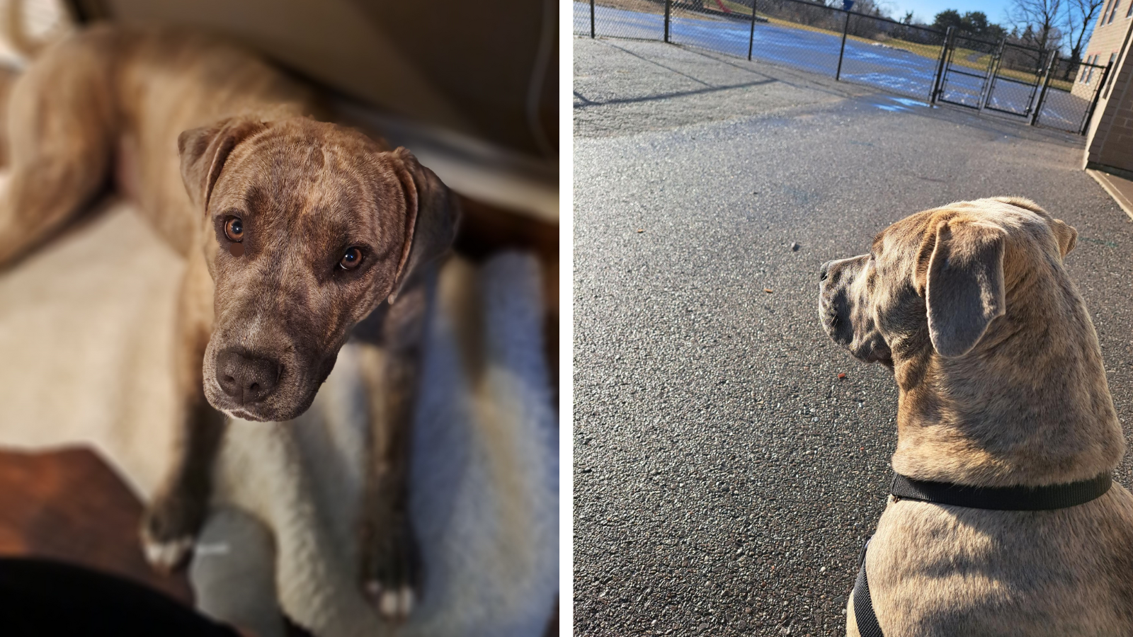 Happy Tails Nova