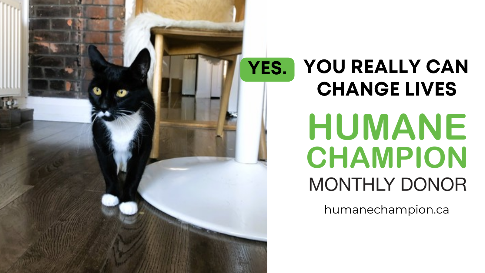 Humane Champion - Rammy