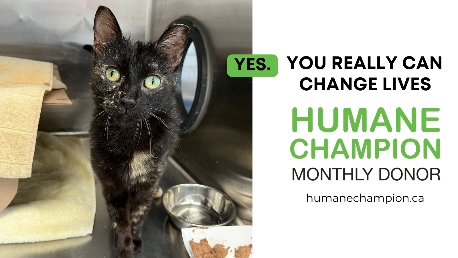 Humane Champion Kennedy