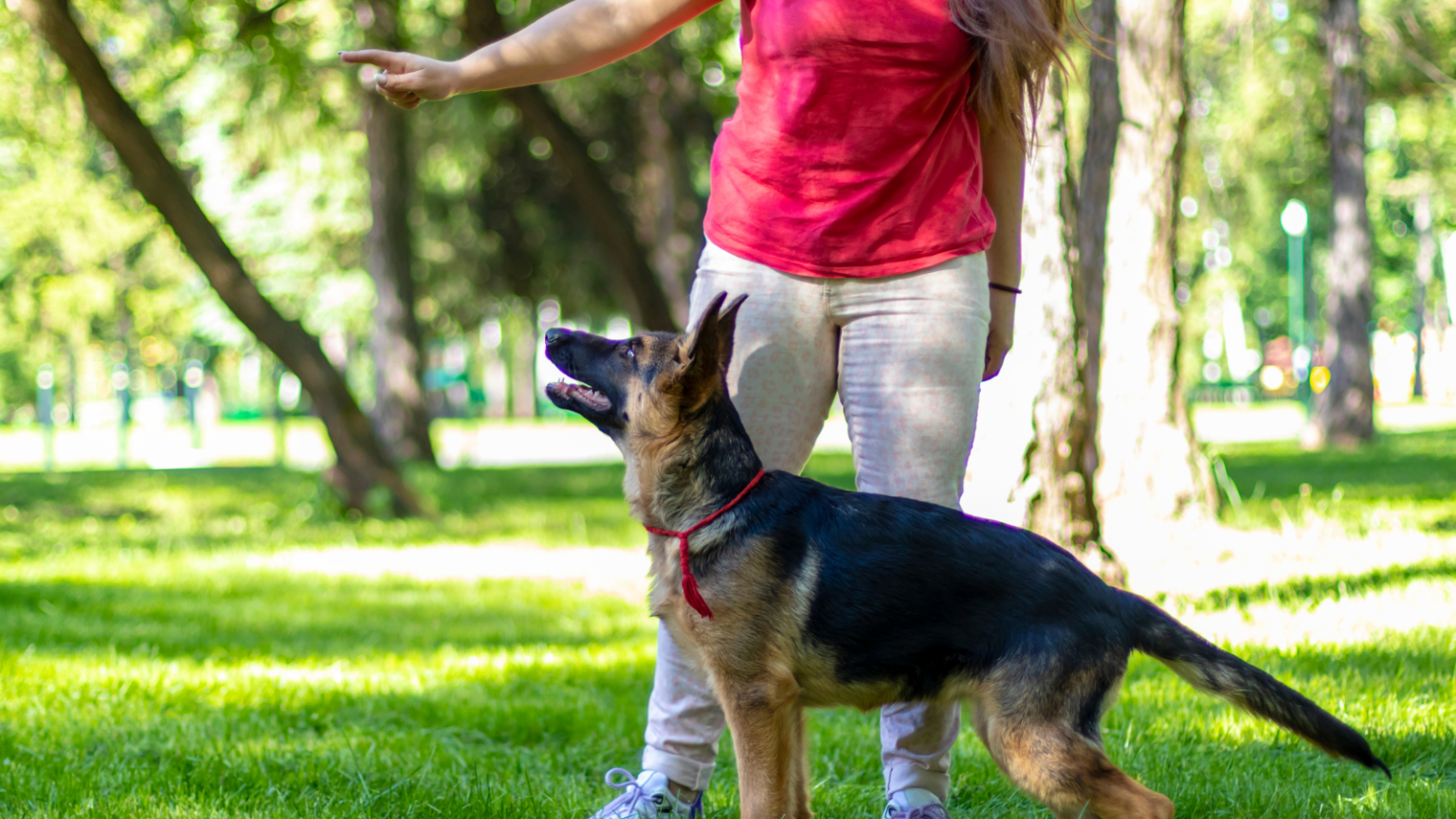 Introducing Budget Friendly MidDay Canine Training Classes Toronto