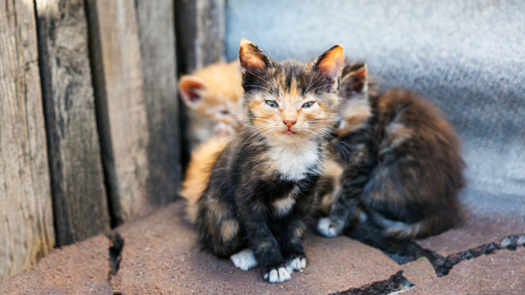 Safely Helping the Most Fragile Little Lives Toronto Humane Society