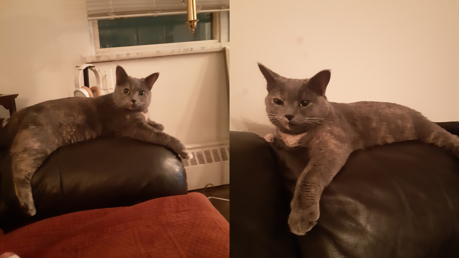 Happy Tails Pickles
