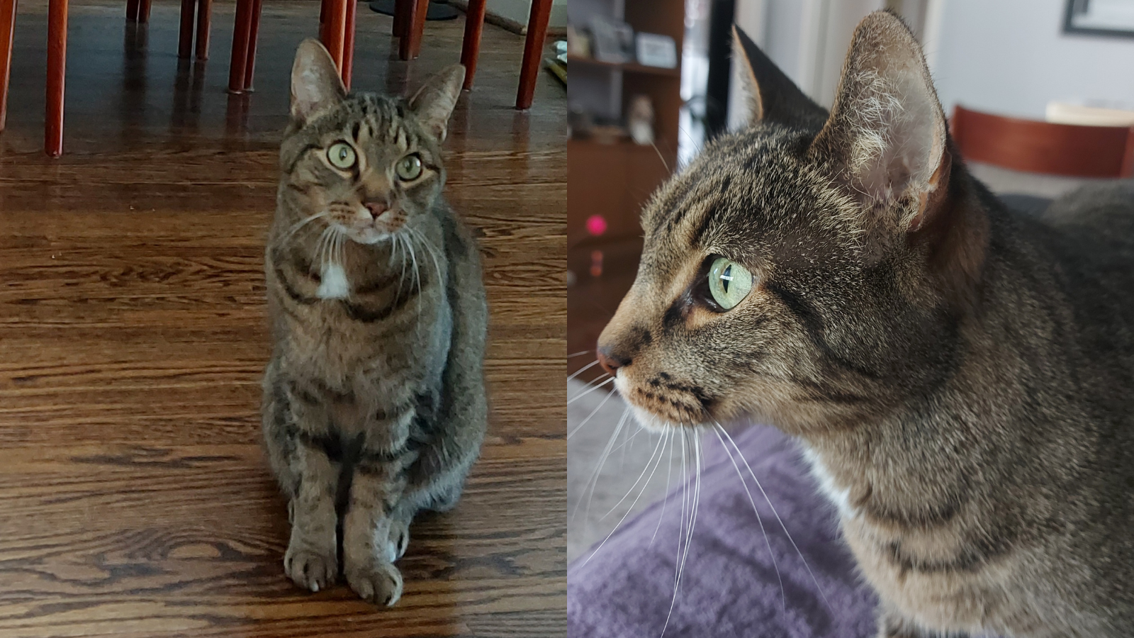 Happy Tails - Sal