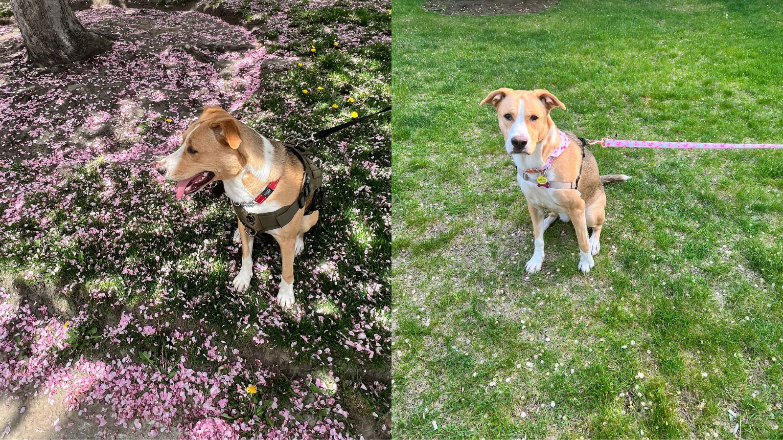 Happy Tails Stella