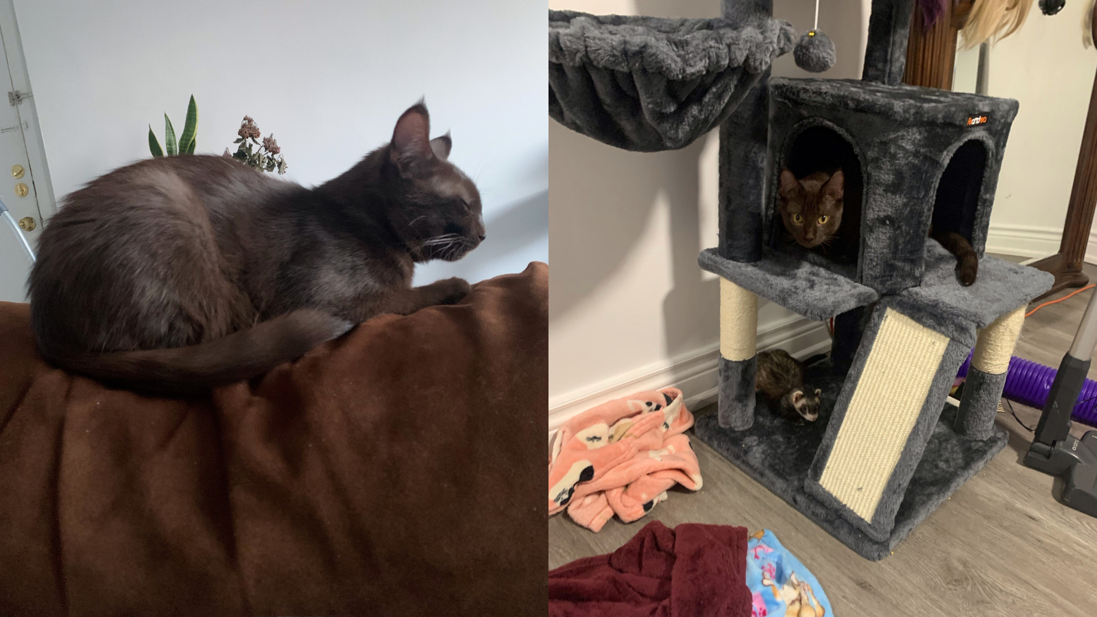 Happy Tails - Gremlin