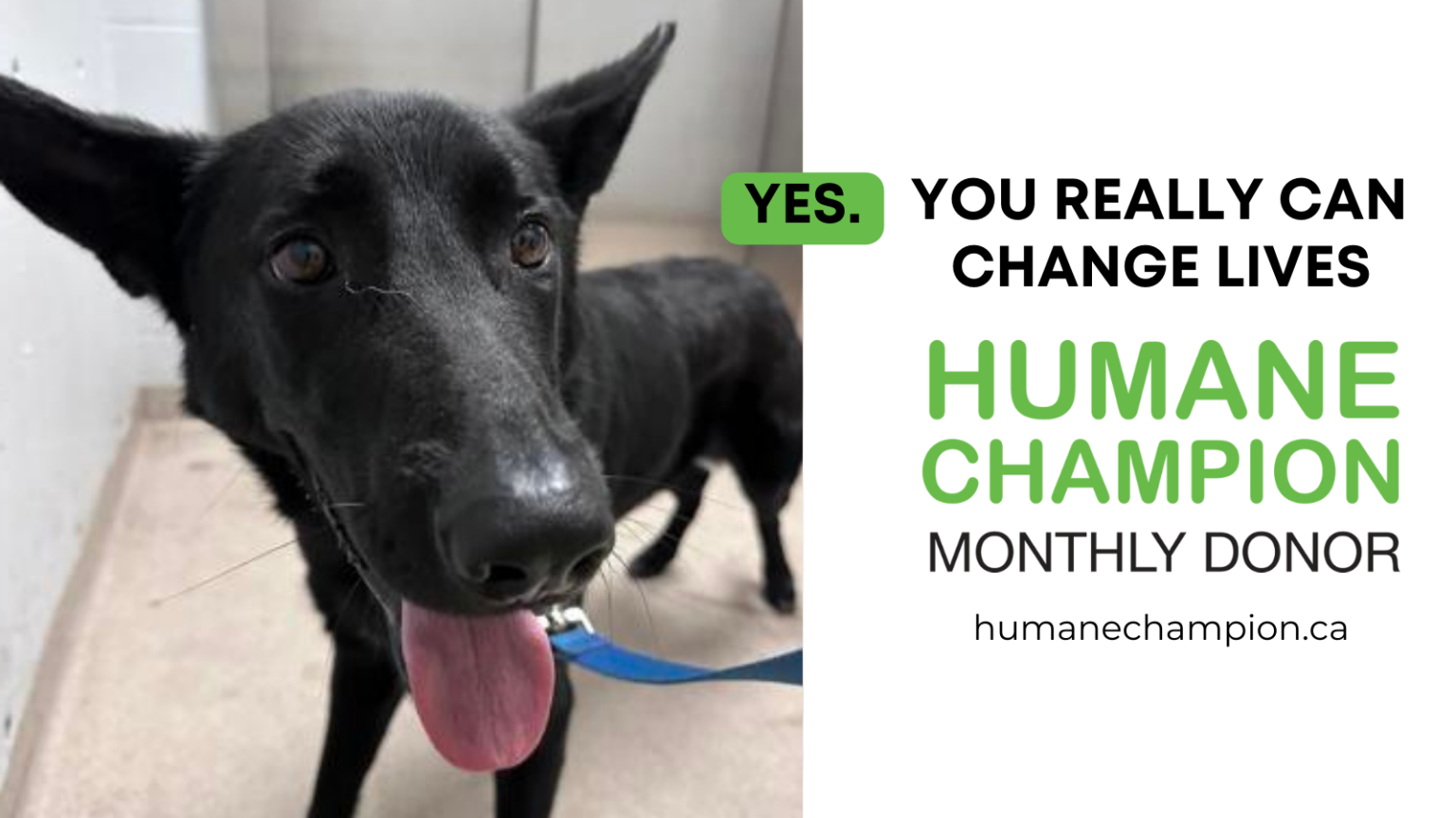 Ada Toronto Humane Society