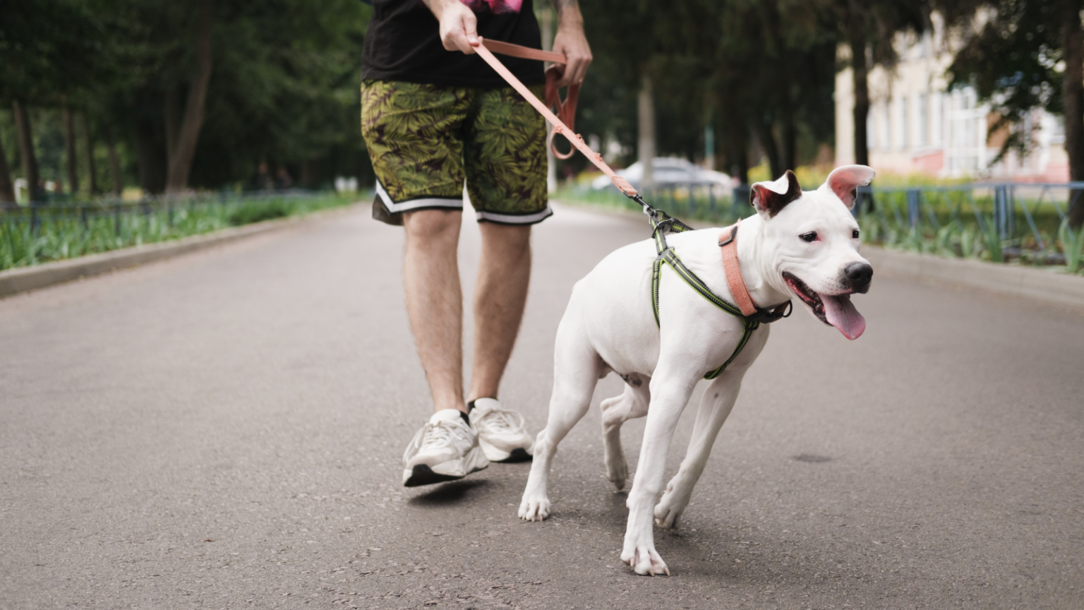 5 Things You Can Do To Stop Your Dog from Leash Pulling Toronto Humane Society