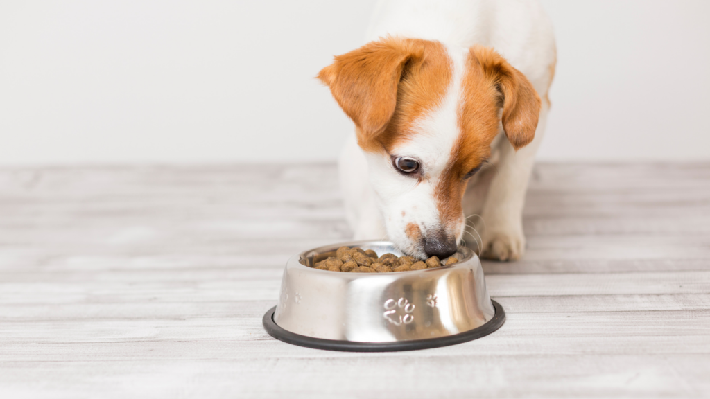 The Truth About Pet Food Best Before Dates Toronto Humane Society
