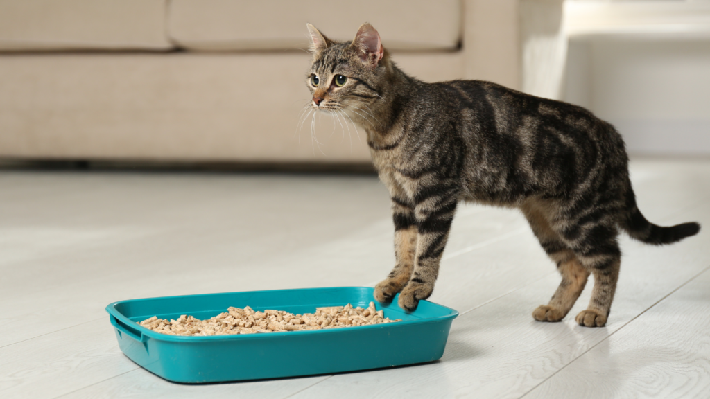 My Cat is Going Outside the Litterbox Help! Toronto Humane Society