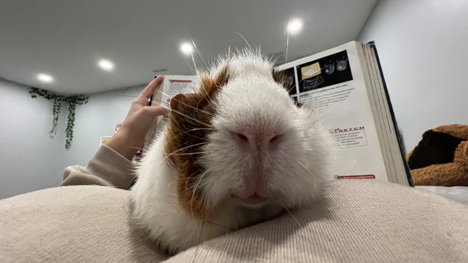 Happy Tails - Teddy