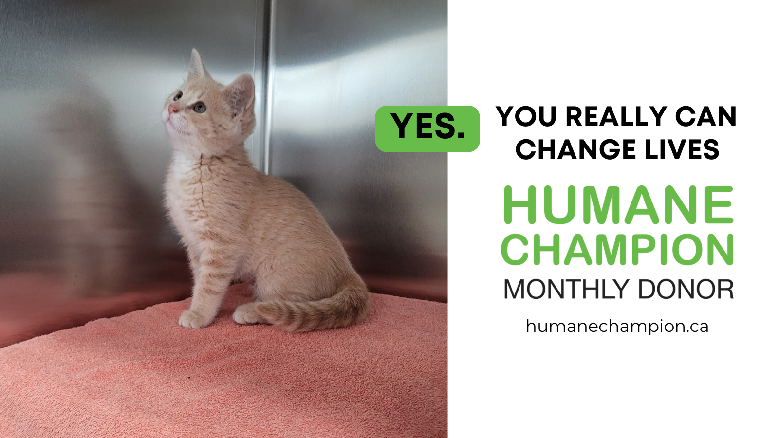 Meadow the cat that has benefit from monthly donors to improve his life