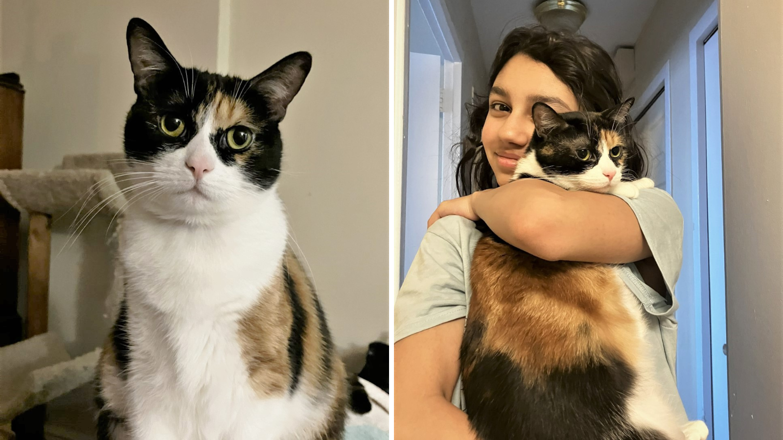 Toronto humane society euthanasia sales cost