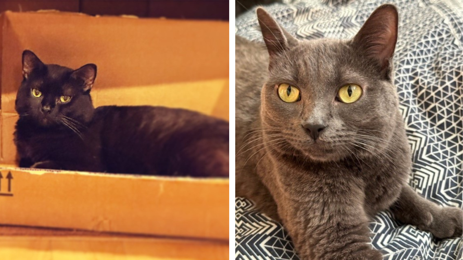 Happy Tails - Laszlo and Nadja