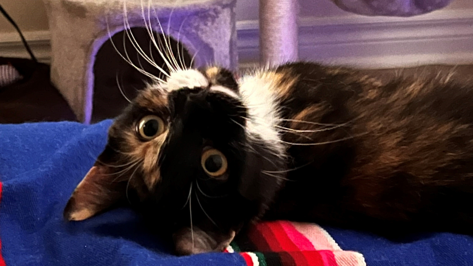 Happy Tails - Ricki