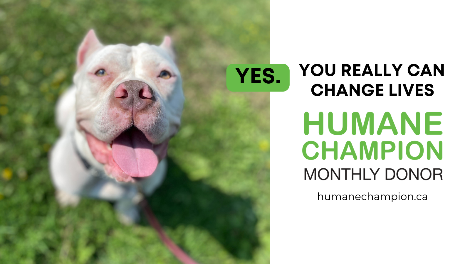 A successful story from our Humane Champion program