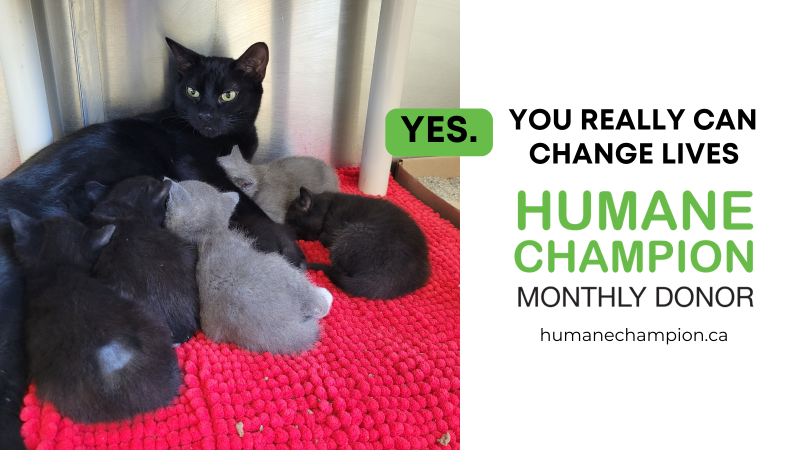 Janelle the cat that has benefit from monthly donors that help improve his life