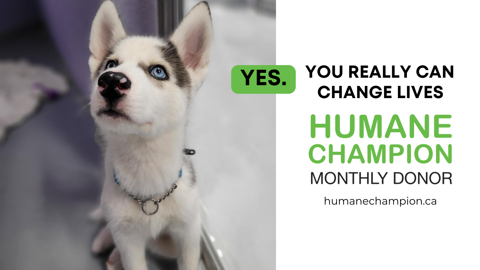 Mr. Roboto, A successful story from our Humane Champion program