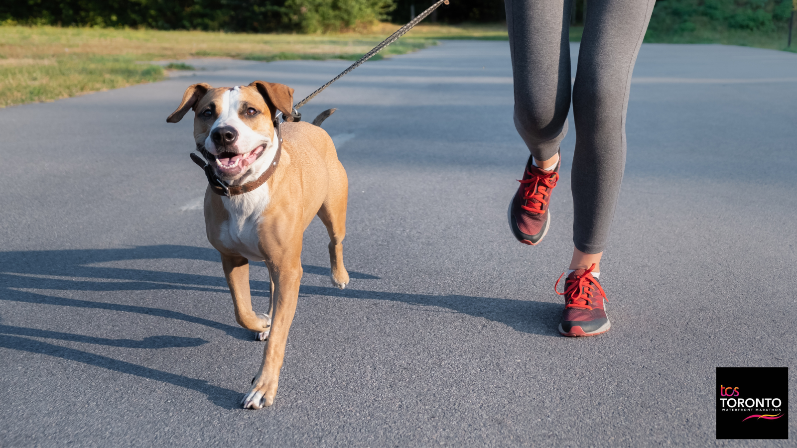 Tsc deals dog run