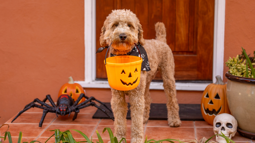 6 Tips on How to Make Halloween a Treat for You and Your Pet Toronto
