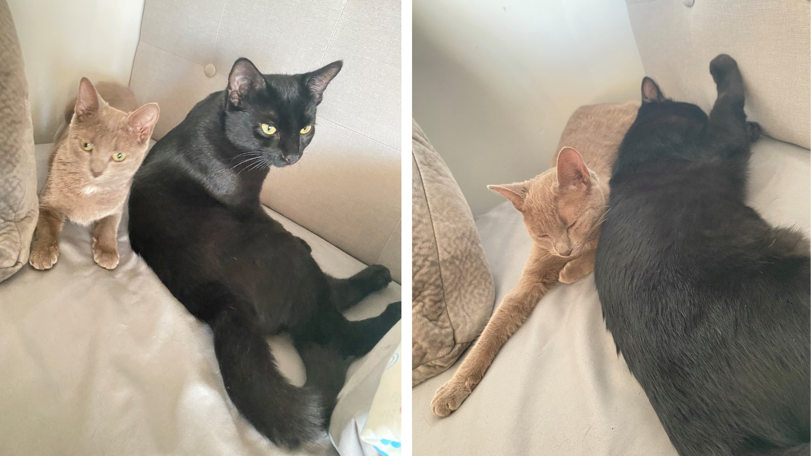 Happy Tails - Josephine