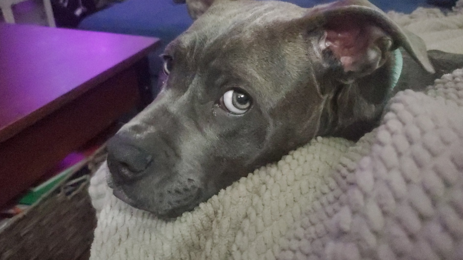 Happy Tails - Tio Banner
