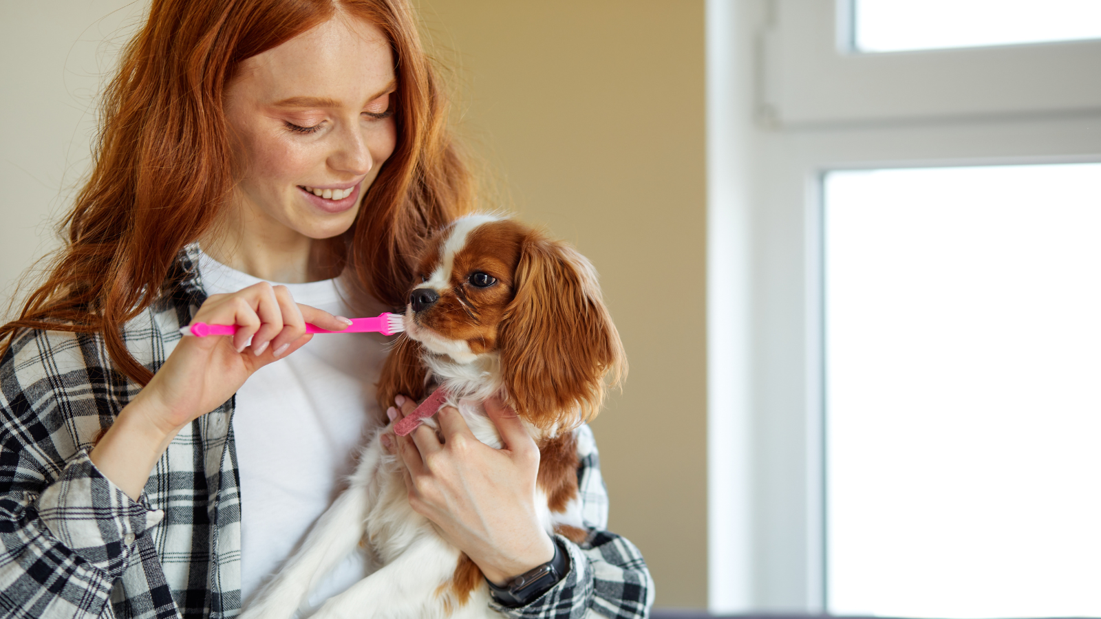 Pet Dental Tips Blog Banner