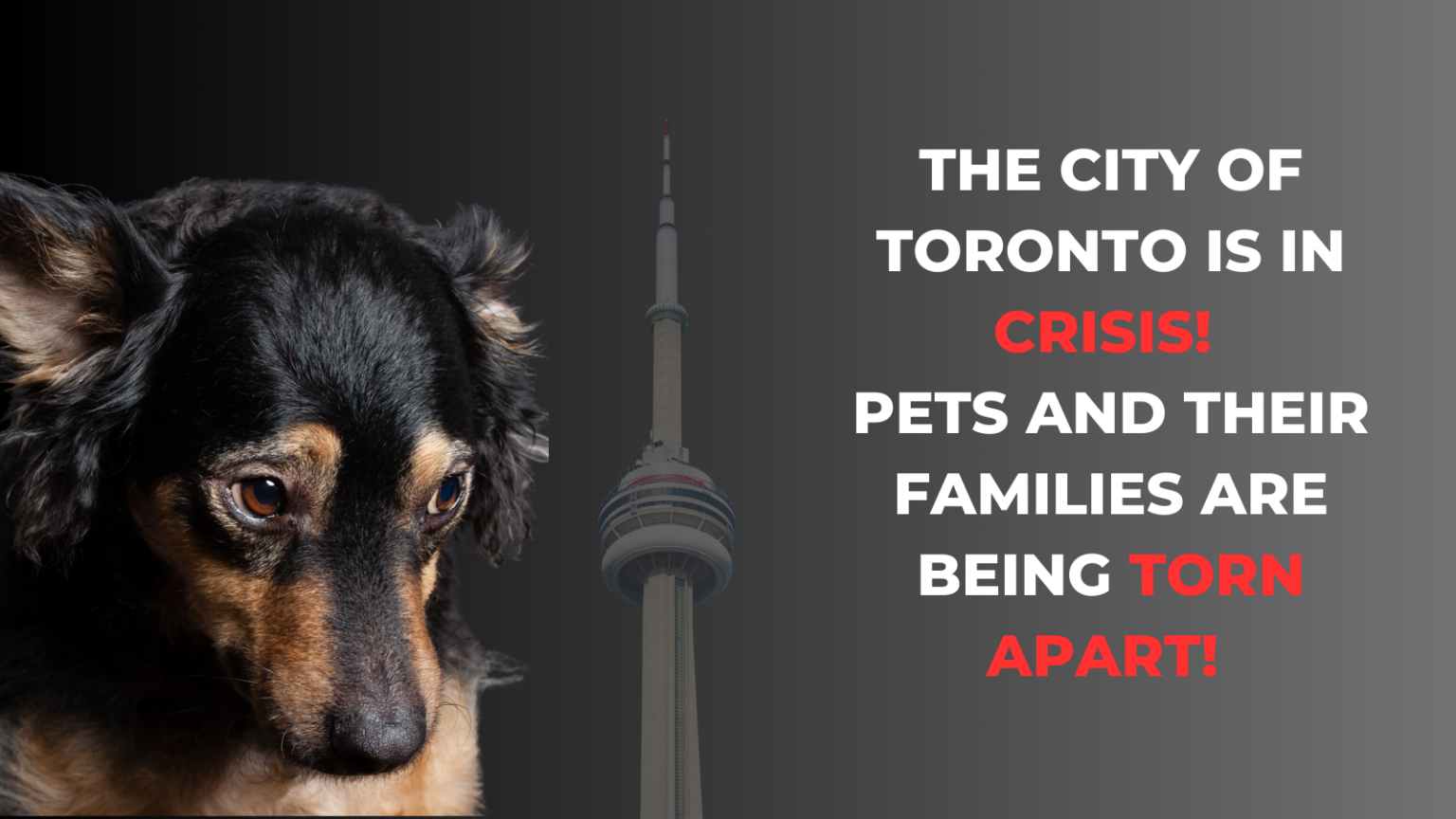 The City of Toronto is in Crisis Pets and Their Families are Being