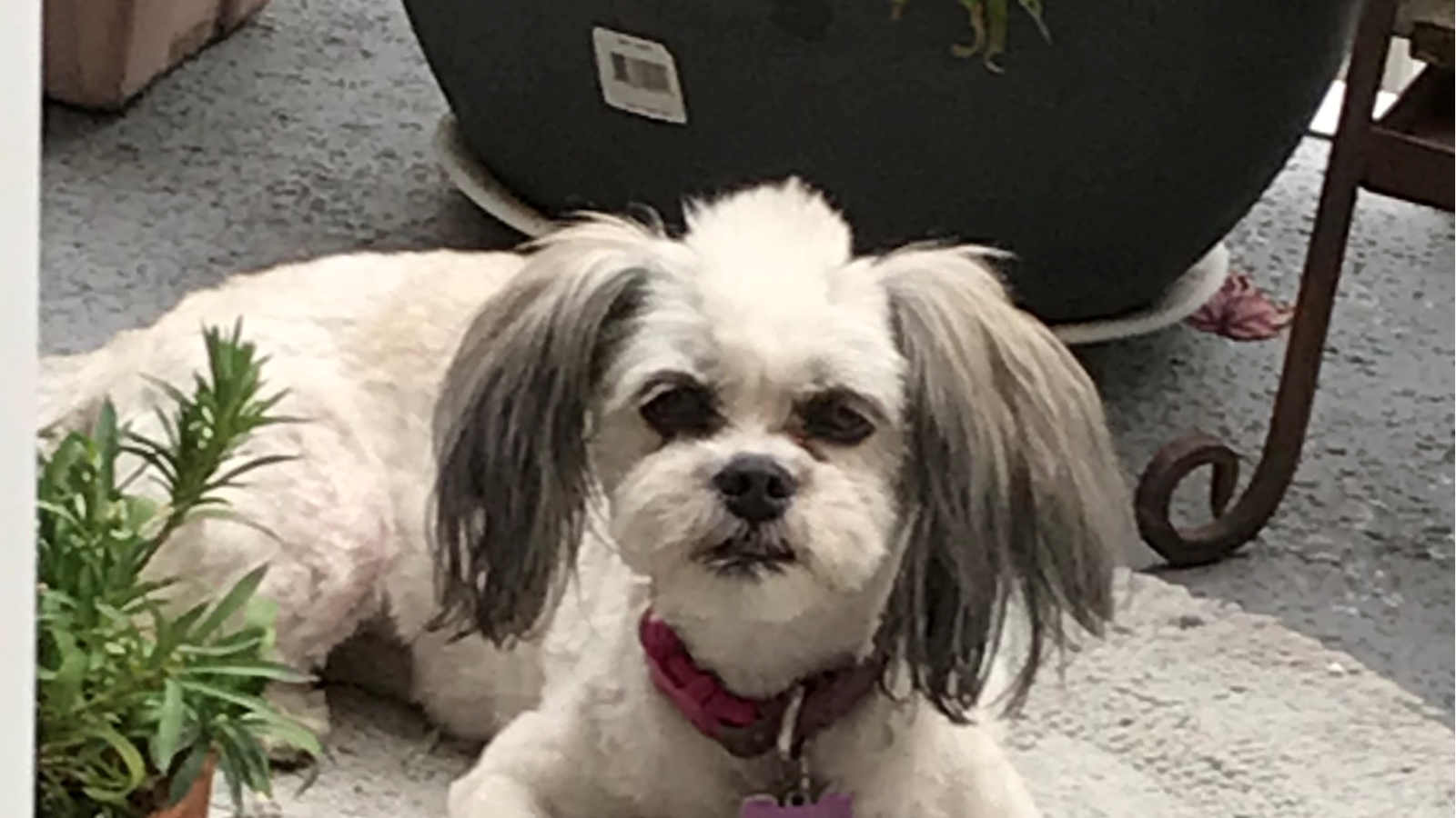 Exxie Happy Tail