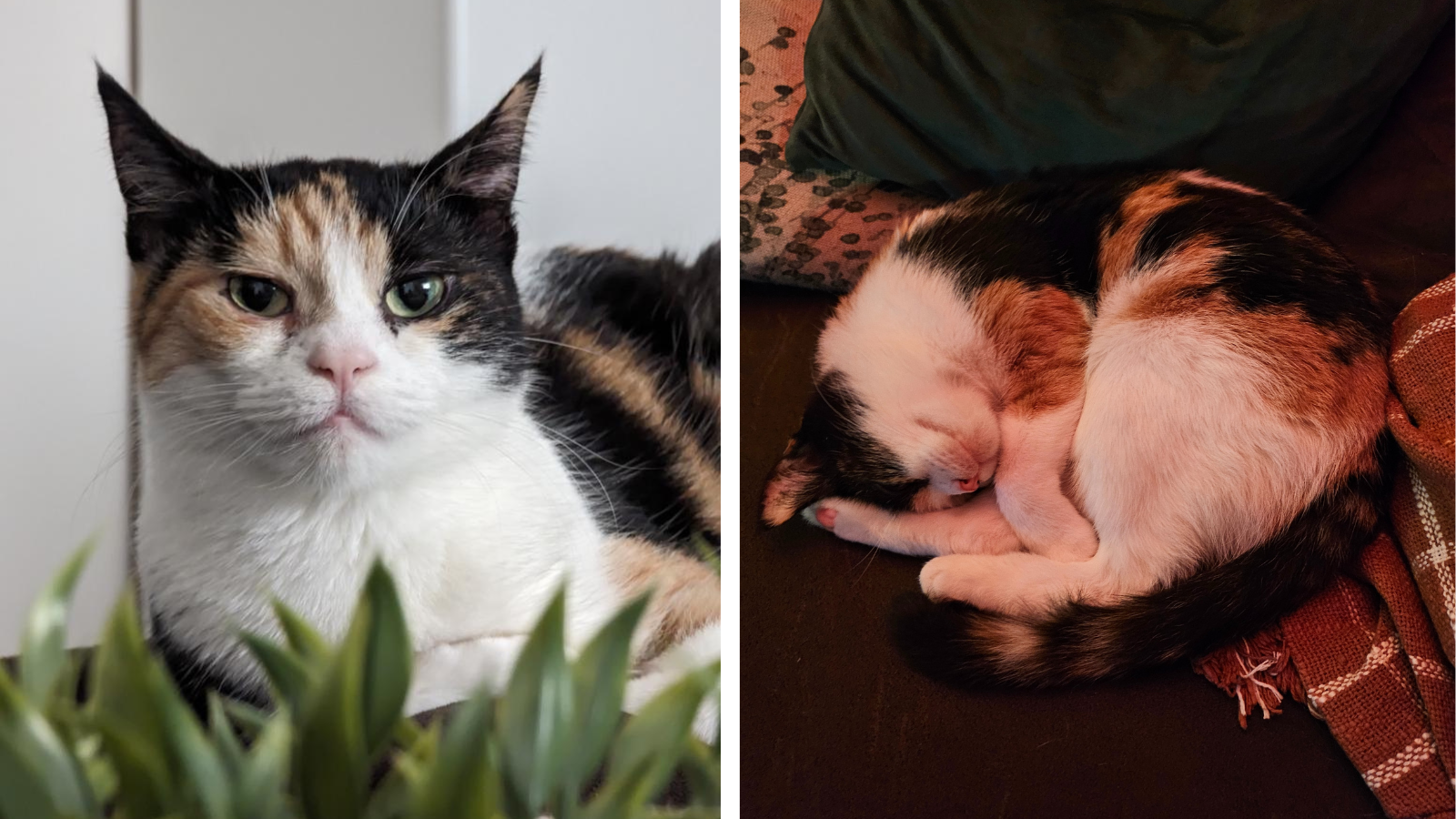 Happy Tails Autumn