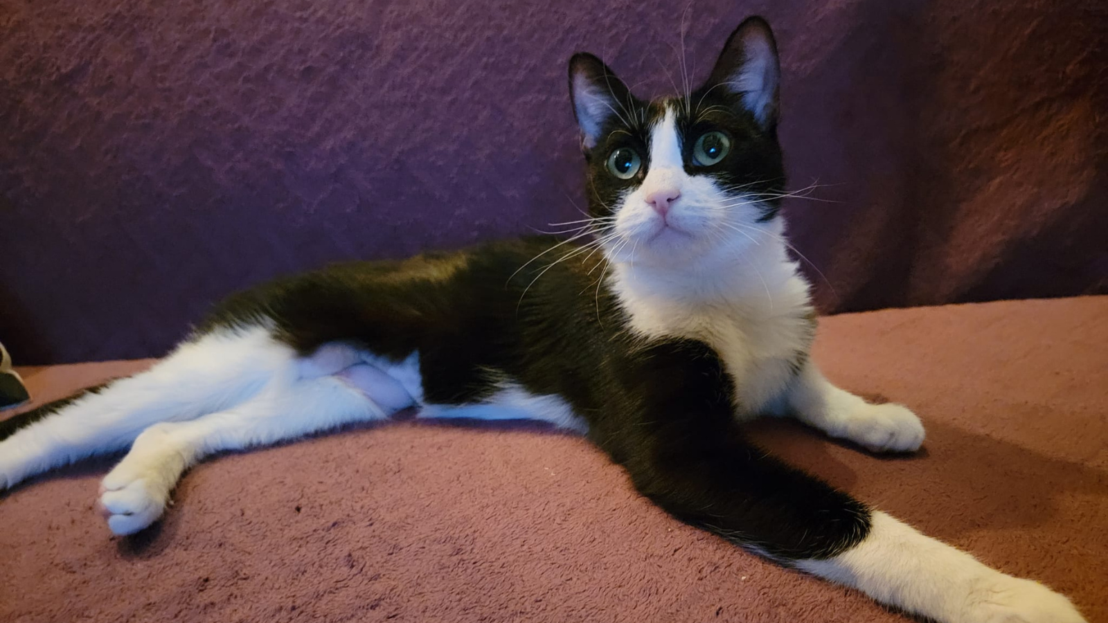 Kiko Happy Tail
