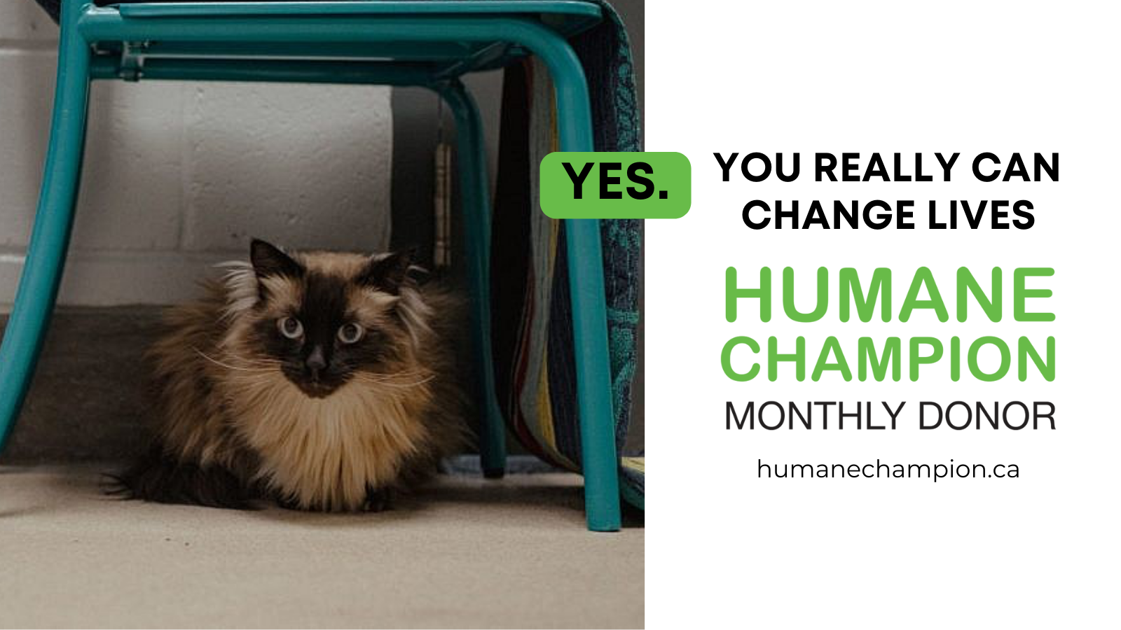 A successful story from our Humane Champion program