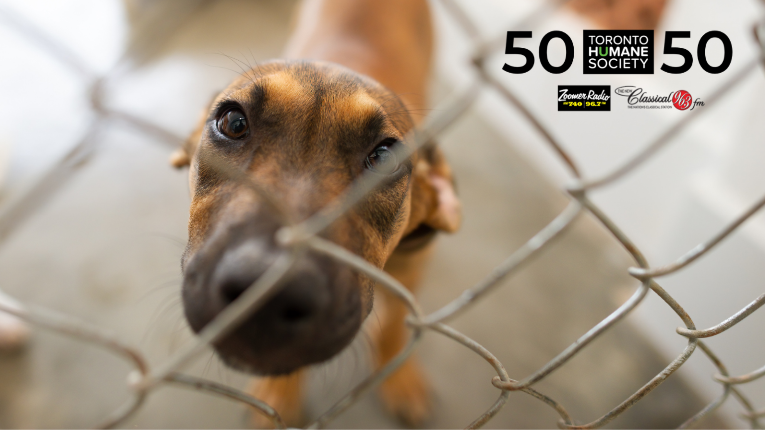 Win Big and Make a Difference with Toronto Humane Society’s 50/50