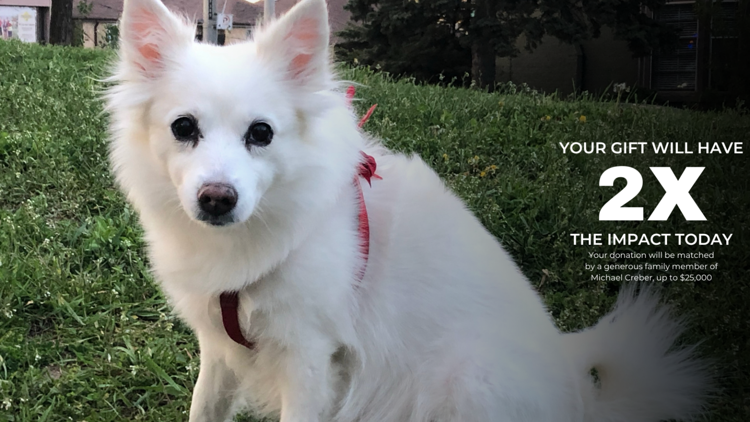 Double Your Impact and Save More Lives' Like Dji Diji's Toronto Humane Society