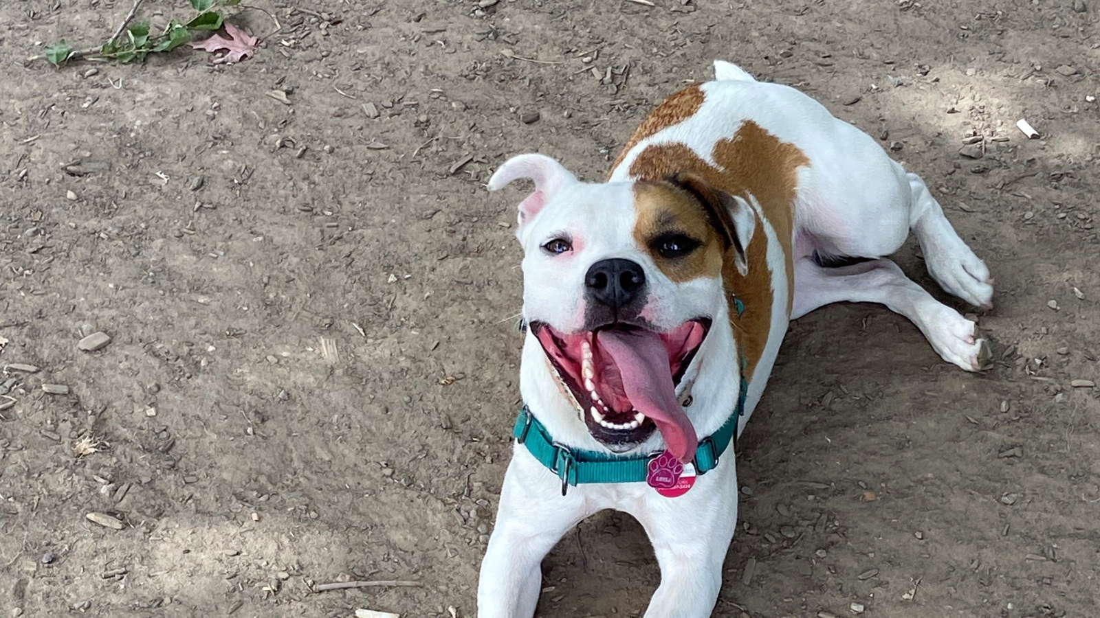 Happy Tails Leela