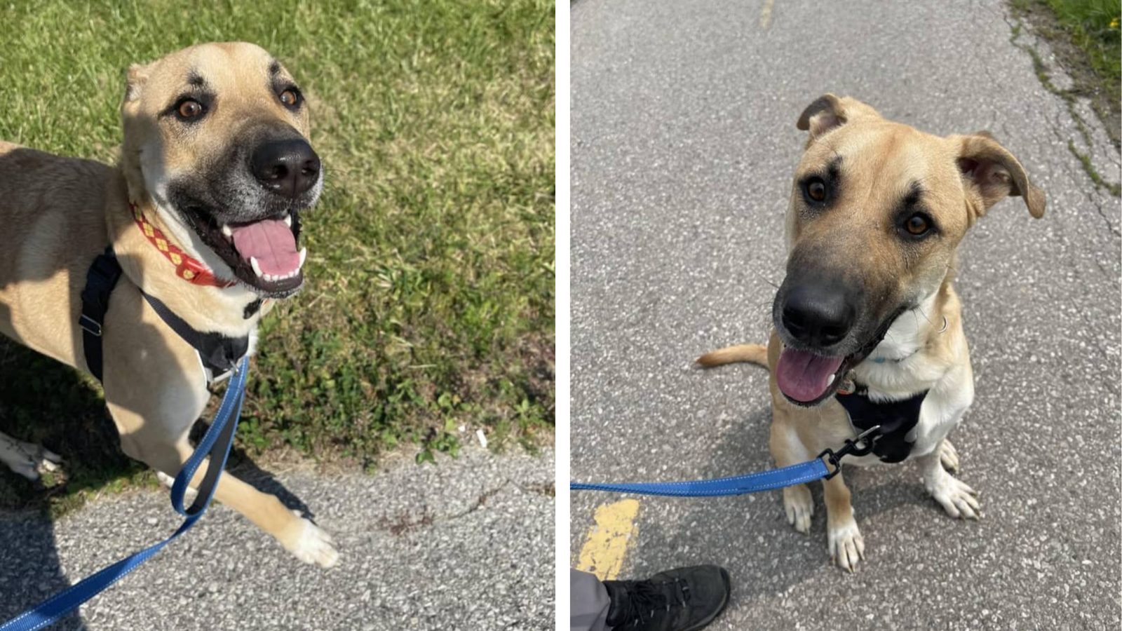 Happy Tails Ollie