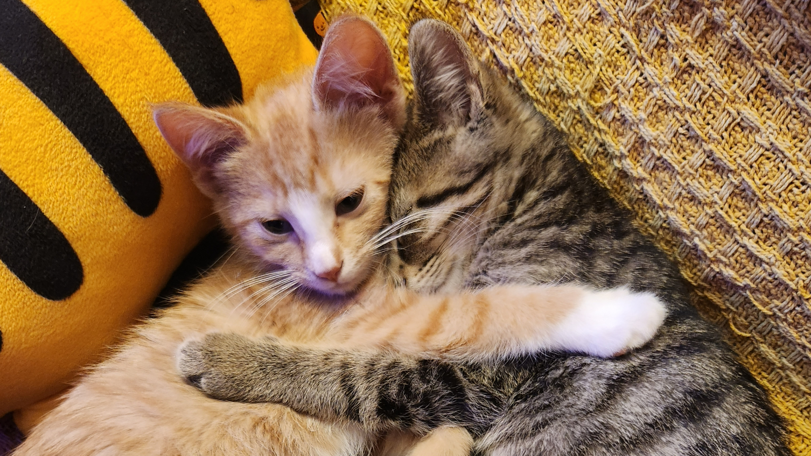 Happy Tails Tandy and Carol