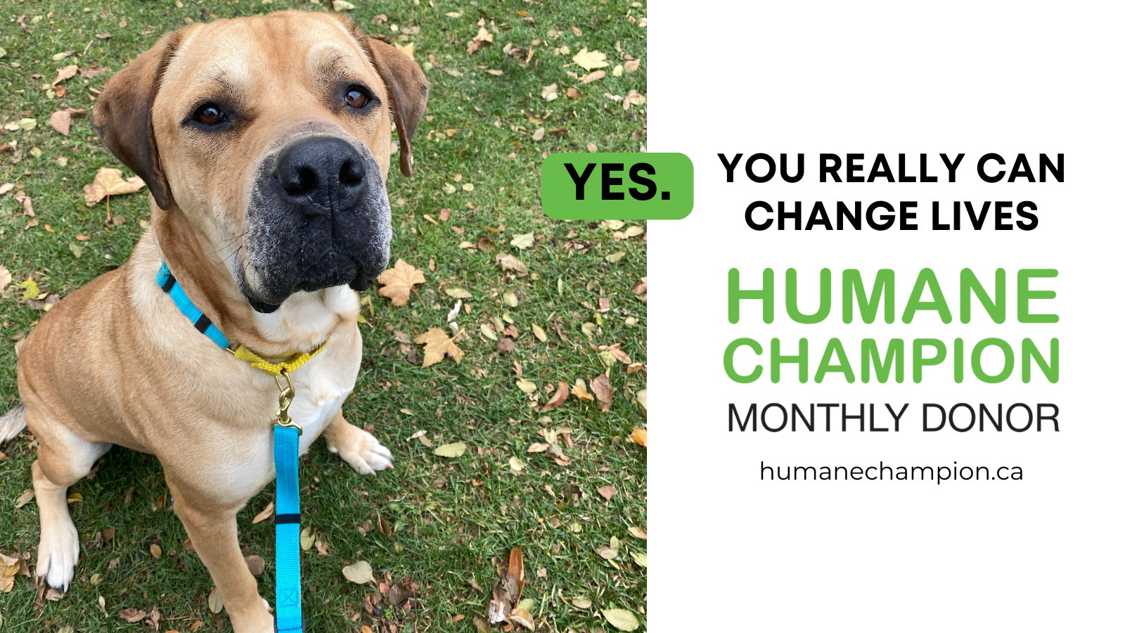 A successful story from our Humane Champion program