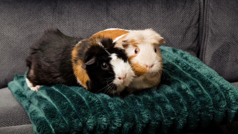 Thinking of Adopting a Guinea Pig? How About Two? - Toronto Humane Society