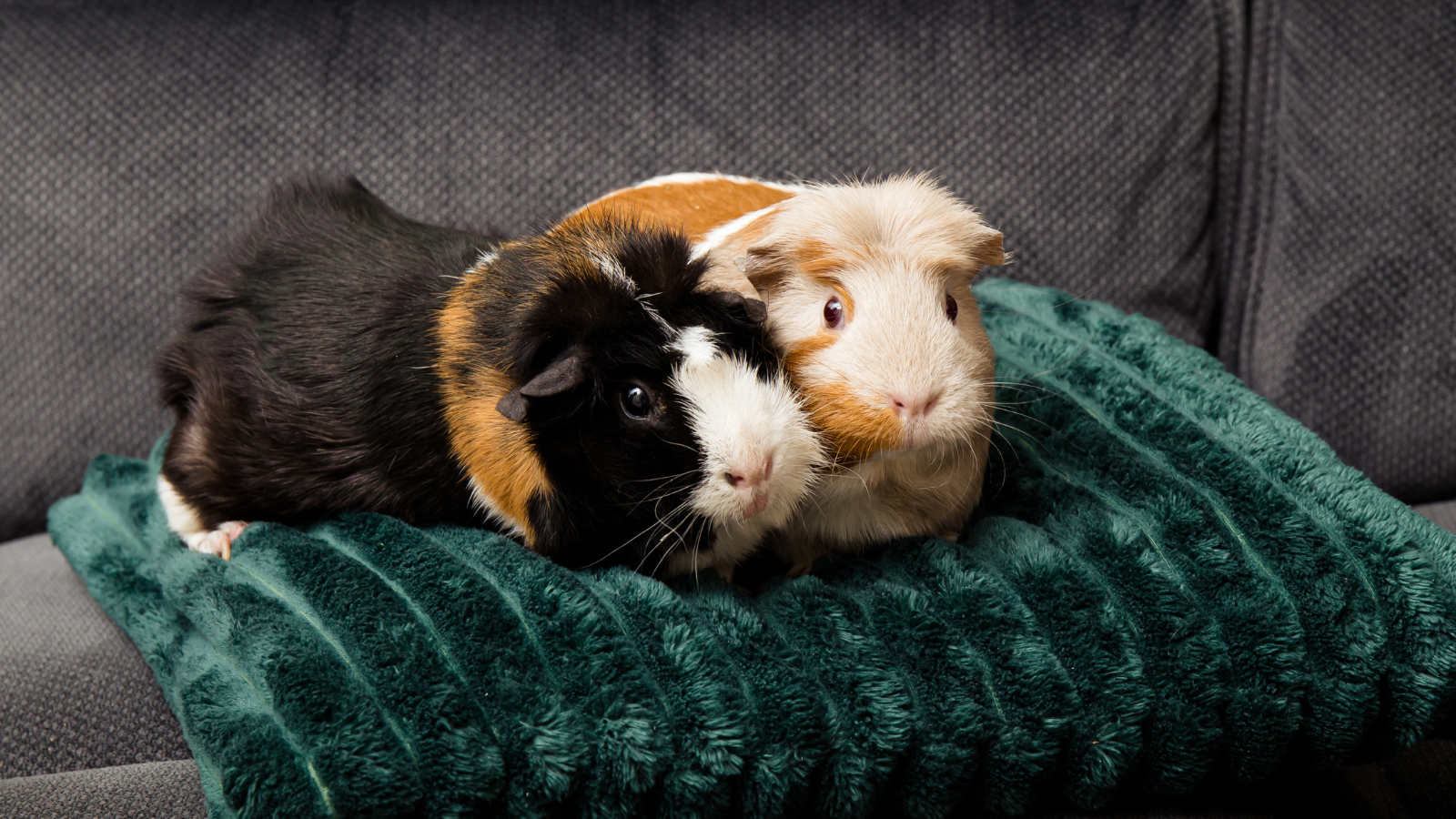 Two guinea pigs sitting on a blanket next to each other.