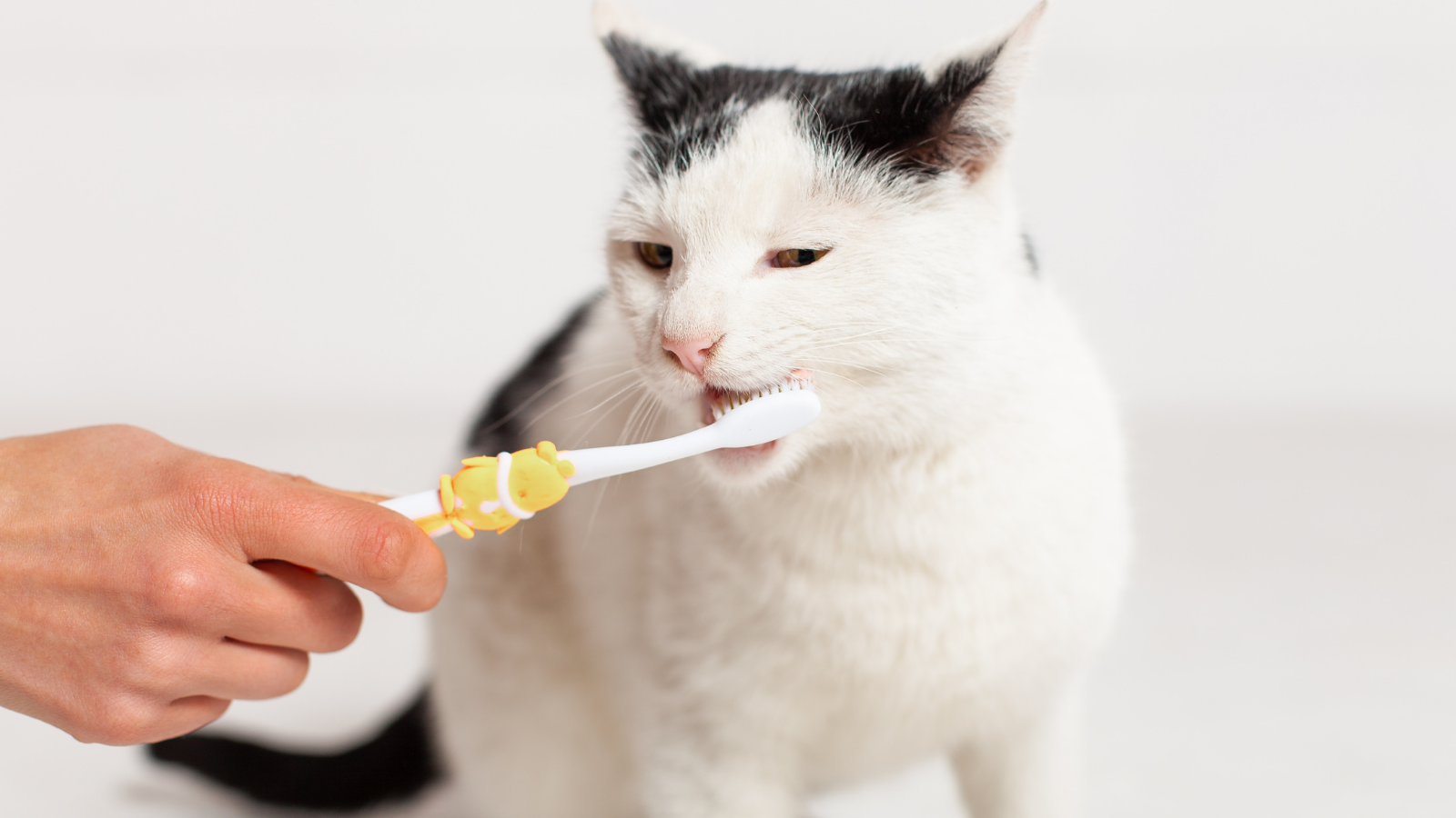 Dental diet deals for cats