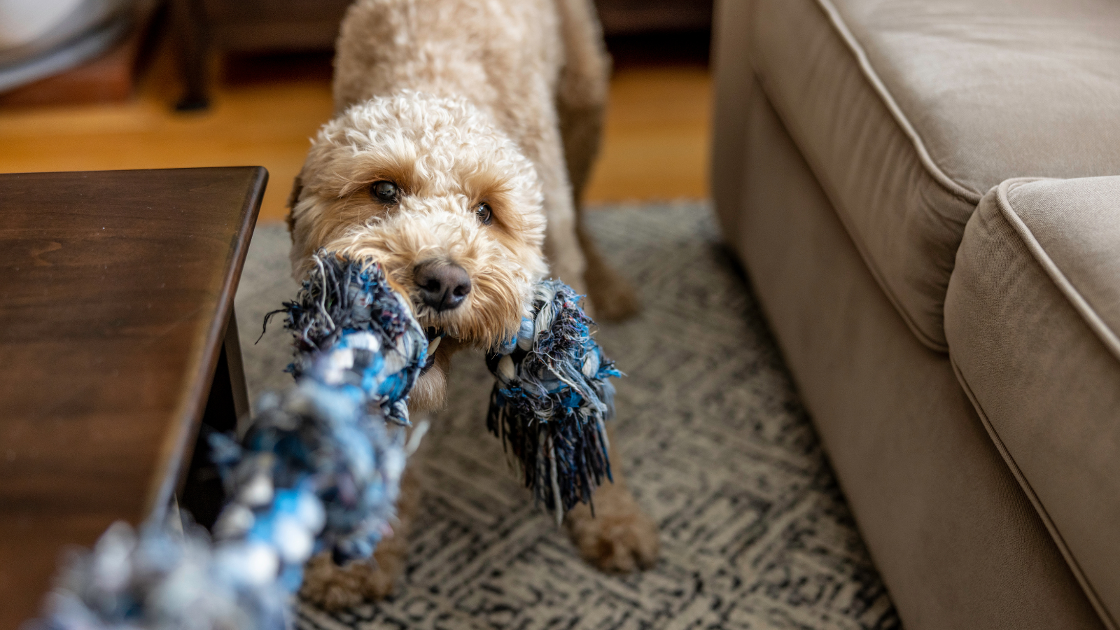 Winter Enrichment Tips
