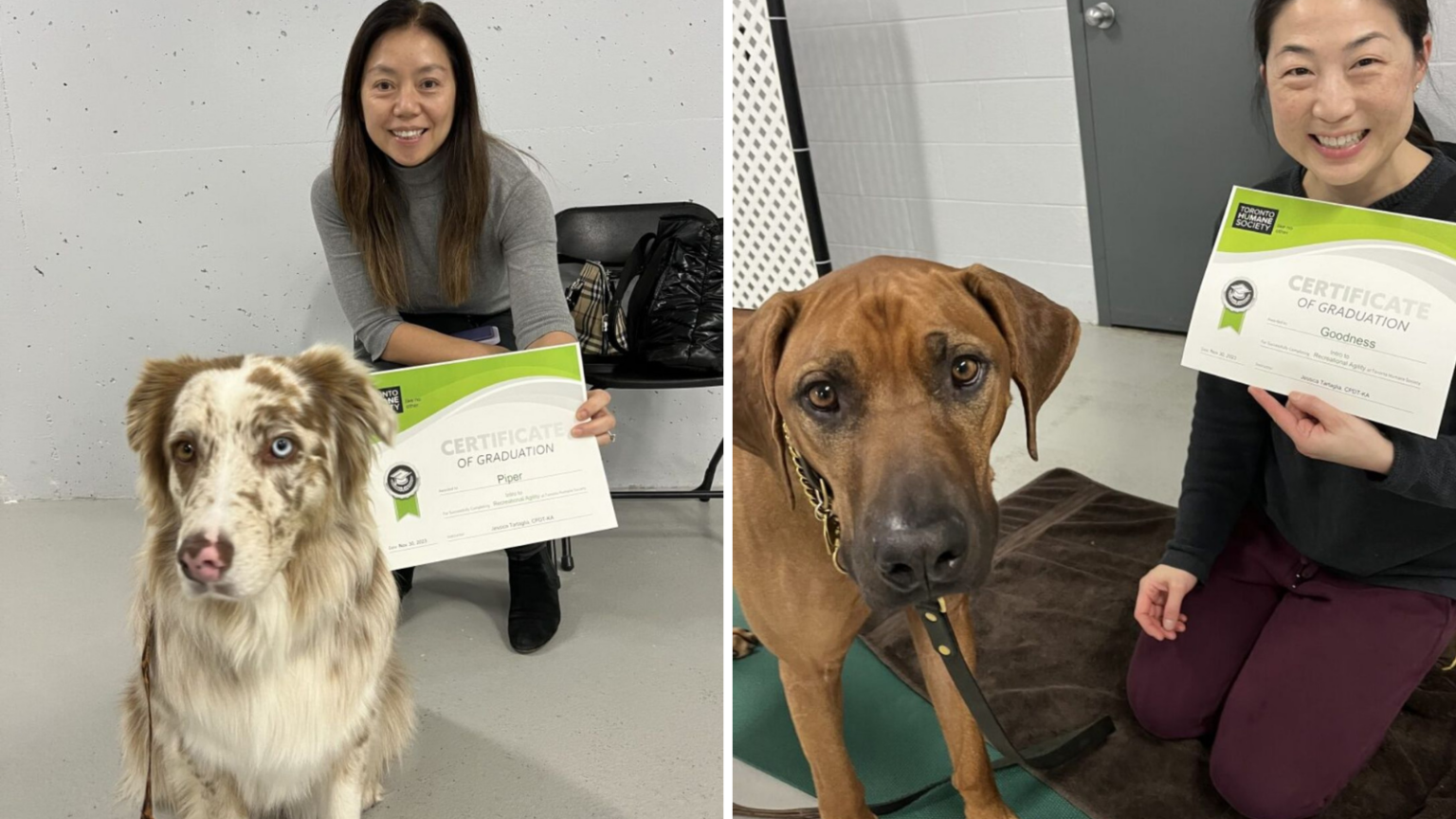 New Year, New Tricks Sign Up Now for Discounted Training Classes