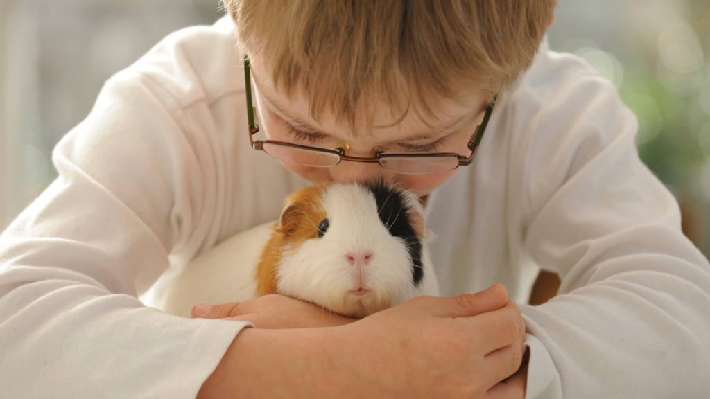 Tips for Bringing Home Your New Guinea Pig - Toronto Humane Society